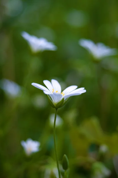 stock image Meadow flowers