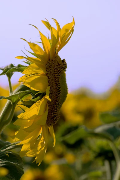 stock image Sunflower