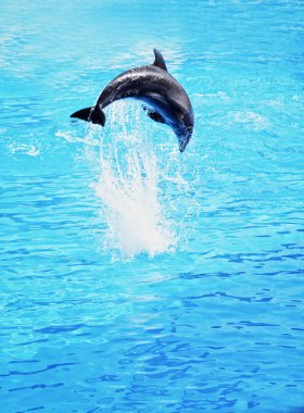 Dolphin jumping in the sea view clipart