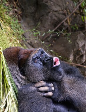 Picture of a gorilla outdoors clipart