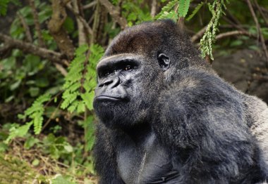 Picture of a gorilla outdoors view clipart