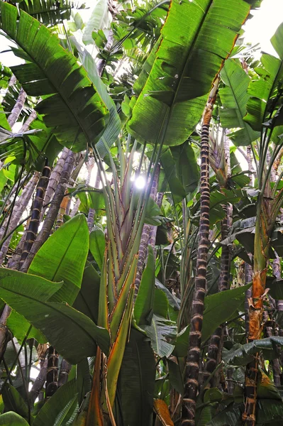 Tropisk skog bakgrund — Stockfoto