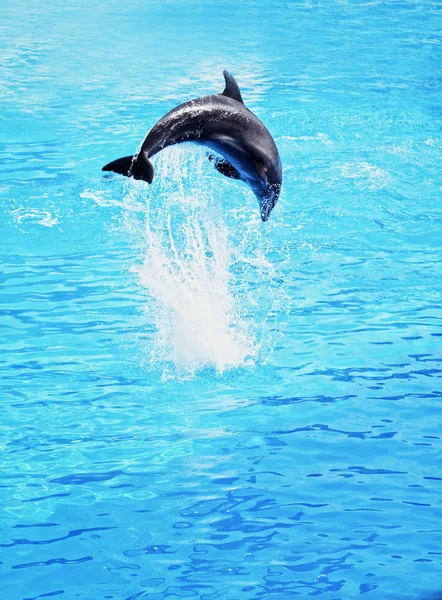 Delfín Saltando Vista Mar —  Fotos de Stock