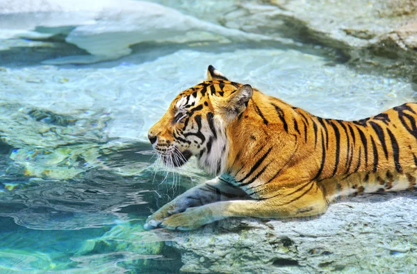 Tigre del bengala vicino all'acqua — Foto Stock