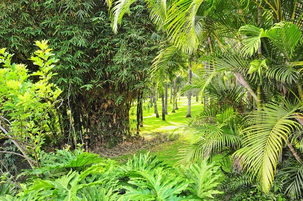 Trópusi erdészeti háttér — Stock Fotó