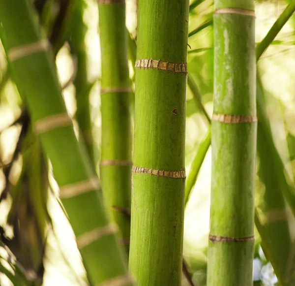 Planta verde close-up — Fotografia de Stock