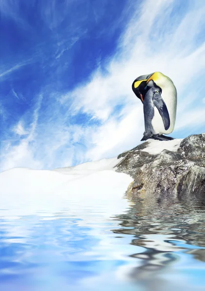 Picture Penguin View — Stock Photo, Image