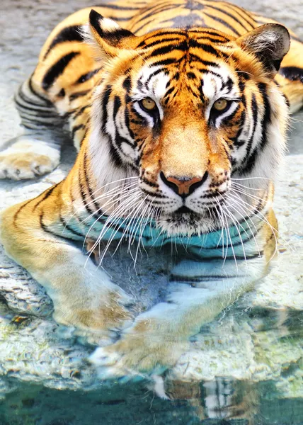 Бенгальский тигр у воды — стоковое фото