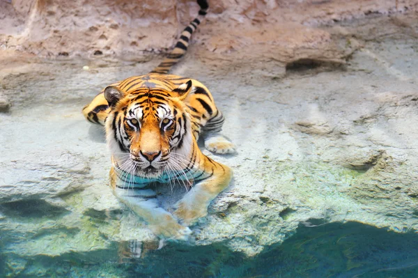 Tigre bengale près de l'eau — Photo