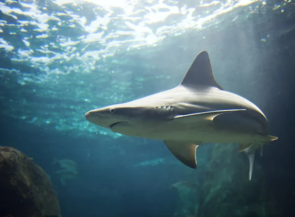 Bir Köpekbalığı Görünümünün Resmi — Stok fotoğraf