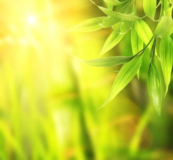 Изображение Зеленых Листьев Абстрактном Размытом Фоне — стоковое фото