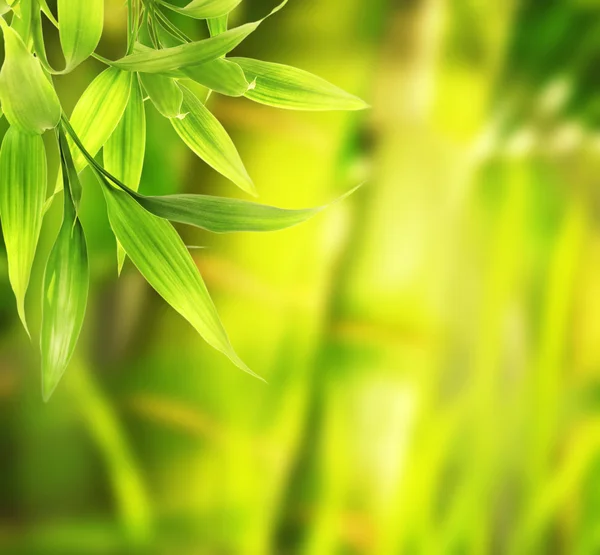 Крупный план зеленого растения — стоковое фото