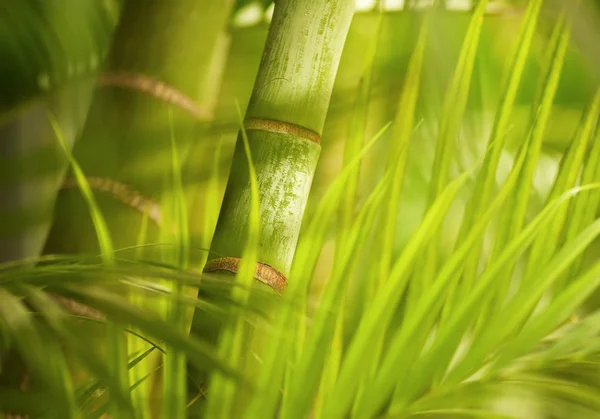 Groene plant close-up — Stockfoto