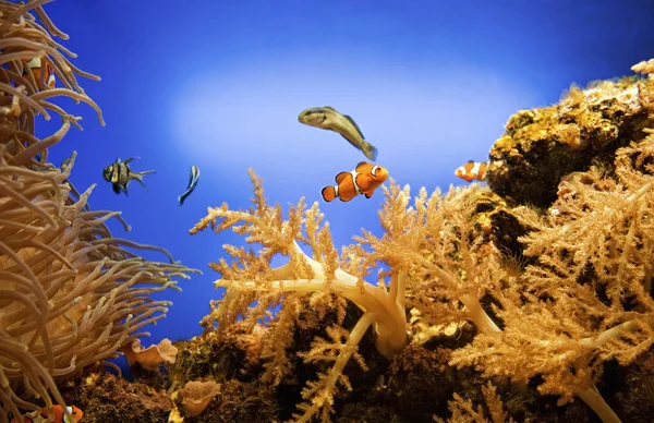 Underwater Life Close View — Stock Photo, Image