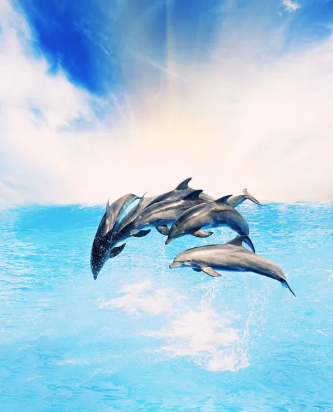 Δελφίνια Πηδώντας Στη Θάλασσα — Φωτογραφία Αρχείου