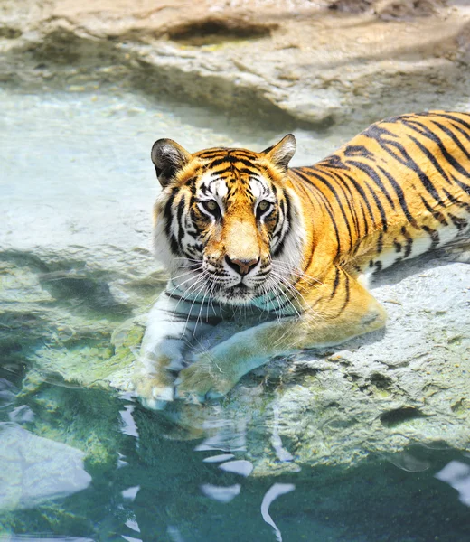 Tygr bengálský poblíž vody — Stock fotografie