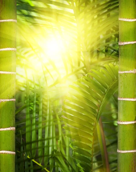 Zöld növény közeli képe — Stock Fotó