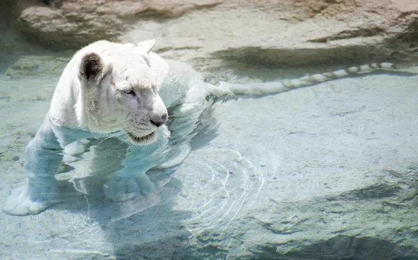 Εικόνα Του Μια Άσπρη Τίγρη Κοντά Στο Νερό — Φωτογραφία Αρχείου