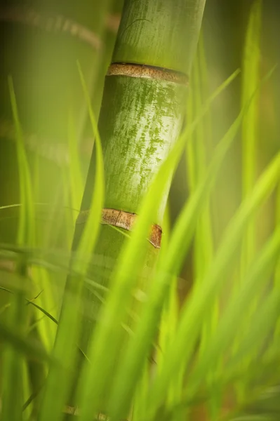 Nahaufnahme einer grünen Pflanze — Stockfoto