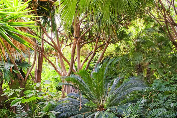 Fond de forêt tropicale — Photo