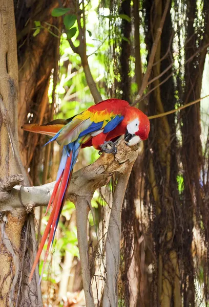 Ağaç Üzerinde Oturan Renkli Papağan — Stok fotoğraf