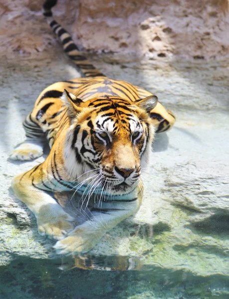 Tygr bengálský poblíž vody — Stock fotografie