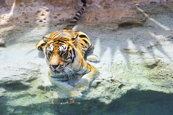 물 근처 벵골 호랑이 — 스톡 사진