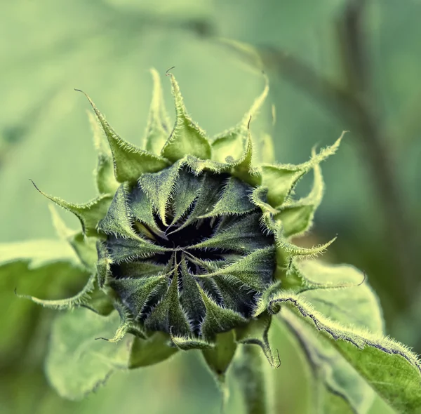 녹색 식물 클로즈업 — 스톡 사진