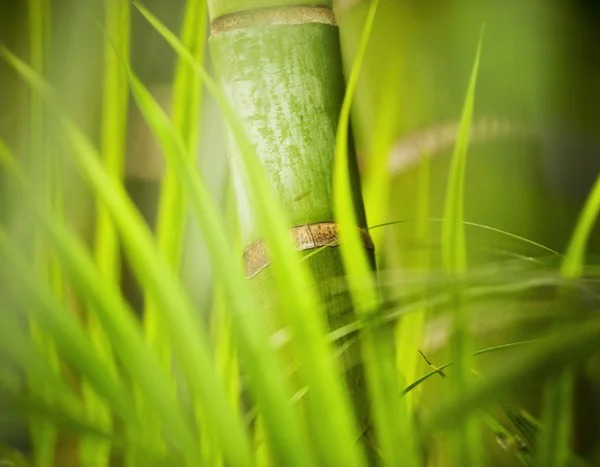 Planta verde primer plano — Foto de Stock