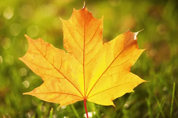 Nahaufnahme Des Herbstblattes — Stockfoto
