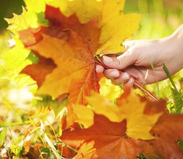 Φύλλα Του Φθινοπώρου Στον Ανθρώπινο Χέρι — Φωτογραφία Αρχείου