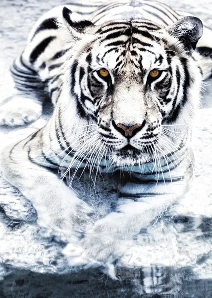 Picture Silver Tiger View — Stock Photo, Image