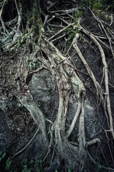 Starověké Kořen Blízko Pohled — Stock fotografie