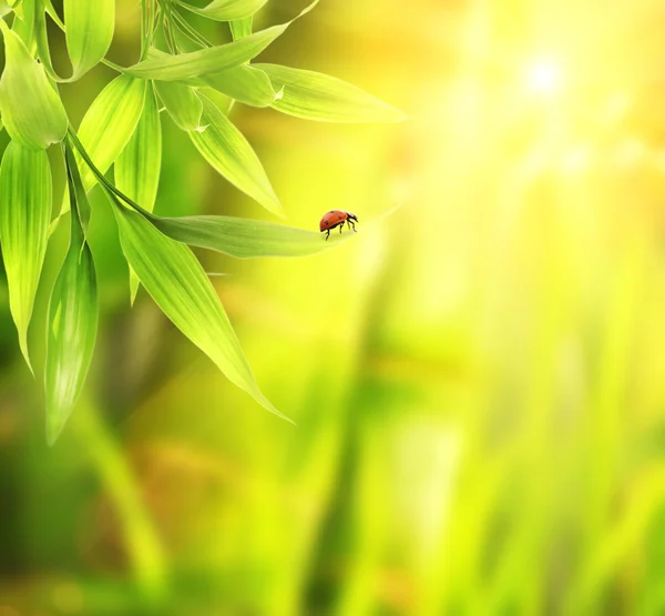 Ladybird sitting onleaves — Stock Photo, Image