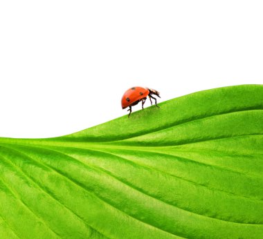 Ladybug on a green leaf clipart