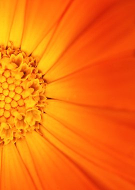 Beautiful orange flower  view  clipart