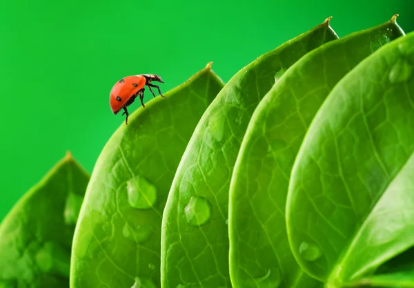 Uğur Böceği Taze Yeşil Yaprakları Üzerinde — Stok fotoğraf