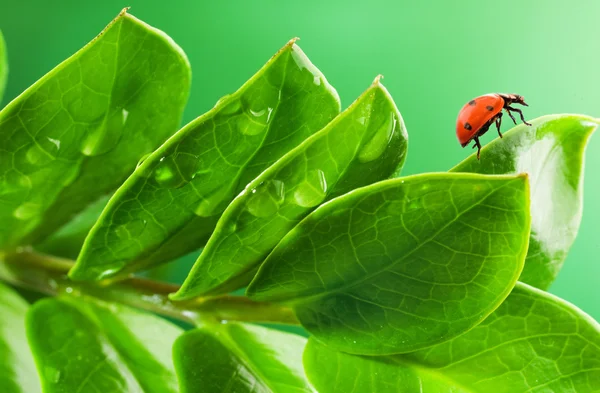 Lieveheersbeestje Een Verse Groene Bladeren — Stockfoto