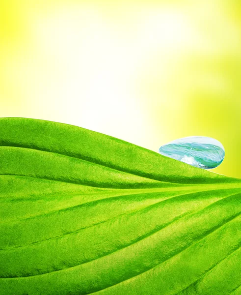 Waterdruppel Groen Blad — Stockfoto