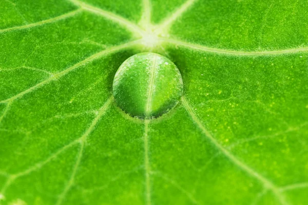 Folha verde com gota de água — Fotografia de Stock