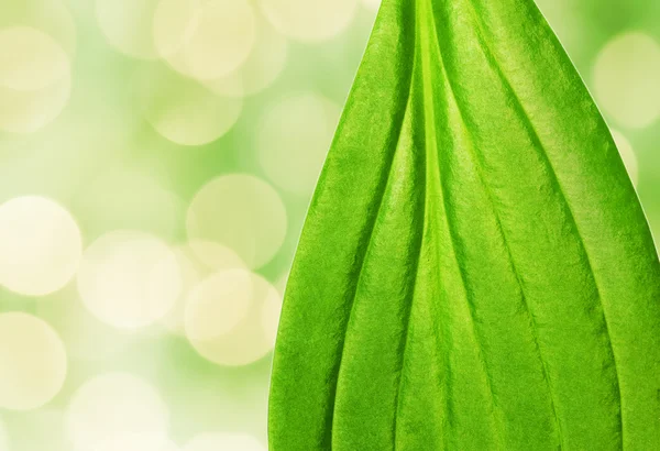Зелений лист текстури — стокове фото