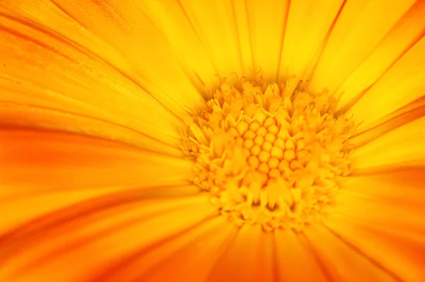 美しいオレンジ色の花ビュー — ストック写真