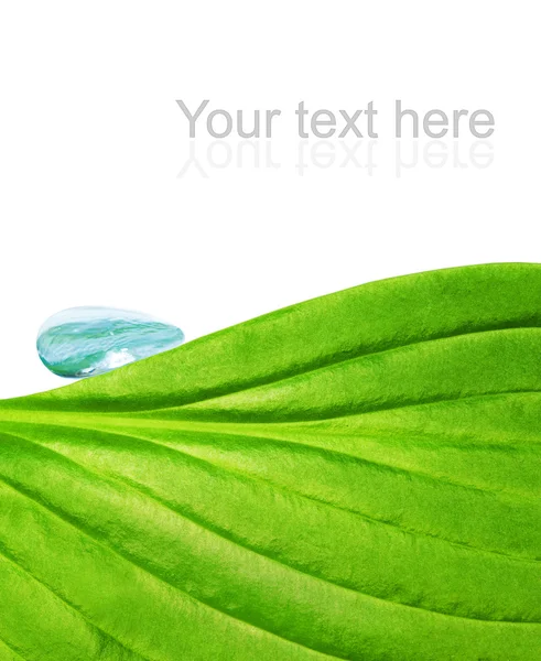 Zielony liść z kroplą wody — Zdjęcie stockowe