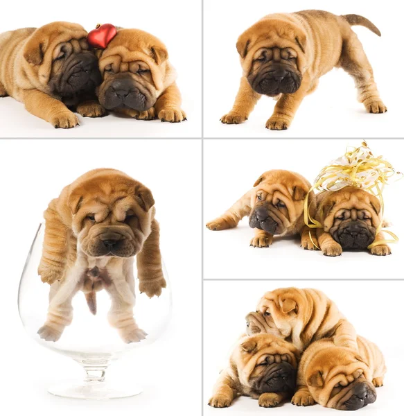 Collage Cachorros Sharpei —  Fotos de Stock