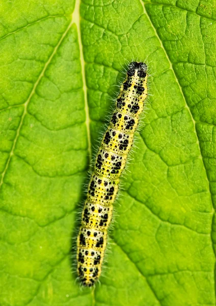Caterpillar Sova Ett Grönt Blad — Stockfoto