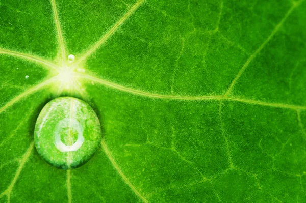 Grünes Blatt mit Wassertropfen — Stockfoto