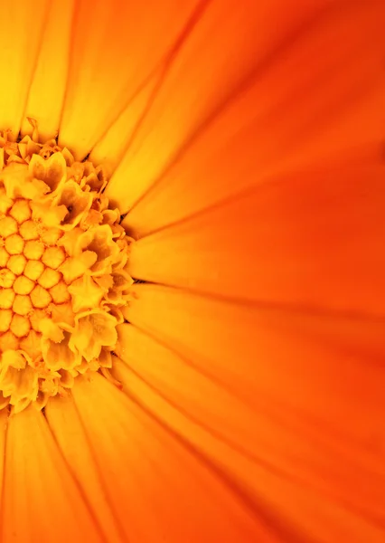 Beautiful Orange Flower View — Stock Photo, Image