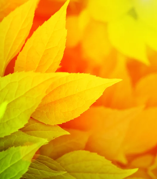 Achtergrond Weergave Van Herfstbladeren — Stockfoto