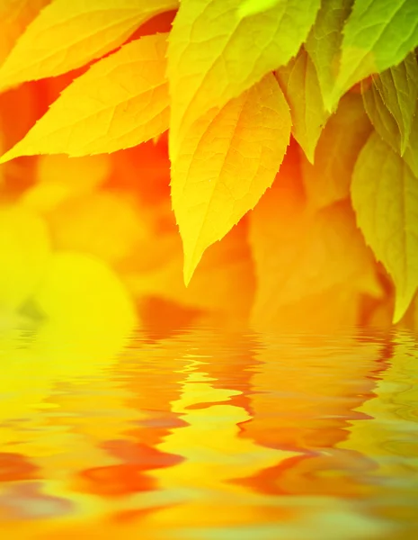 Suya Yansıyan Sonbahar Yaprakları — Stok fotoğraf