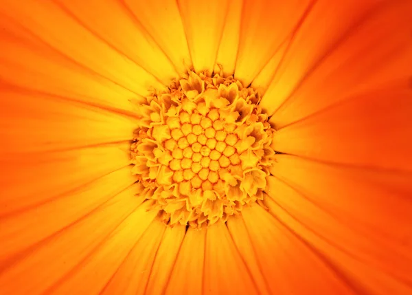 Bella Vista Fiore Arancione — Foto Stock